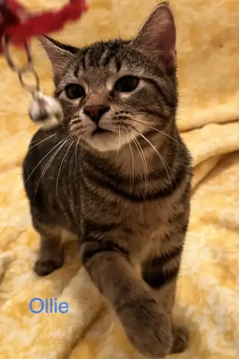Ollie