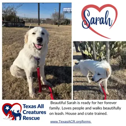 Sarah