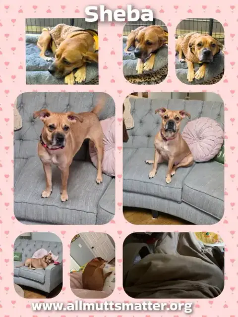 Sheba photo 4