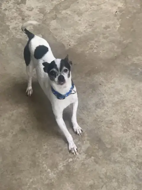 Rebel