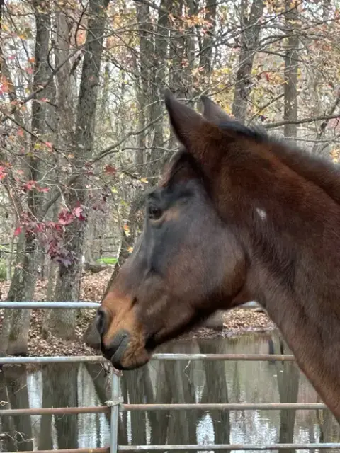 Buttercup photo 2
