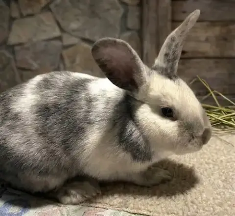 Eggnog photo 2