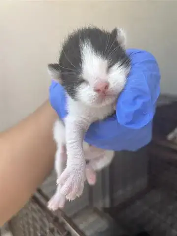Houdini