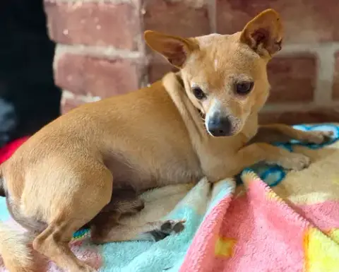 Simba In Tx photo 2