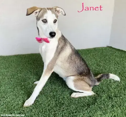 Janet