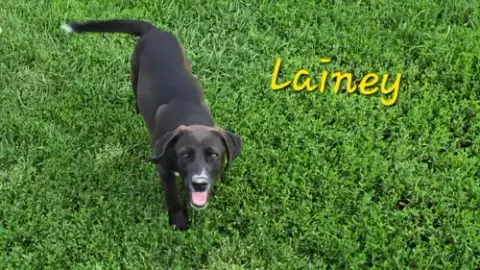 Lainey