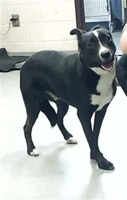 Oswald