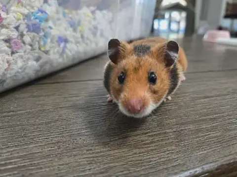 Buttercup photo 3