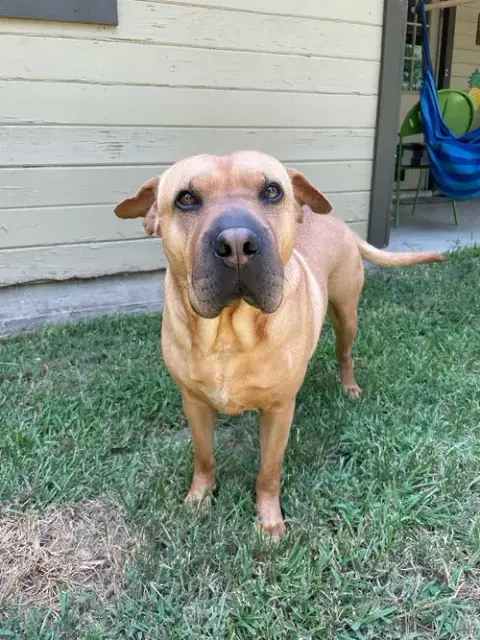 Lucy 2 photo 4