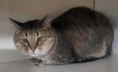 Kitty