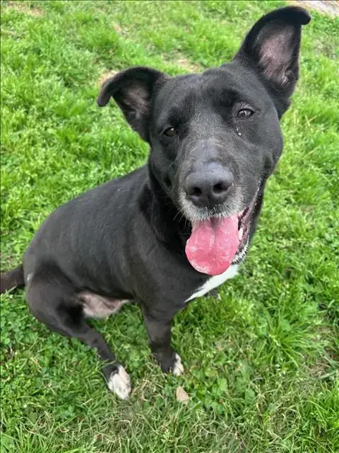 Oreo