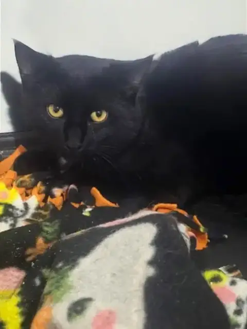 Moe