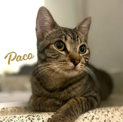 Paco #Bold-Adventurer