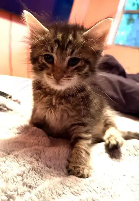 Kitten Mel photo 3