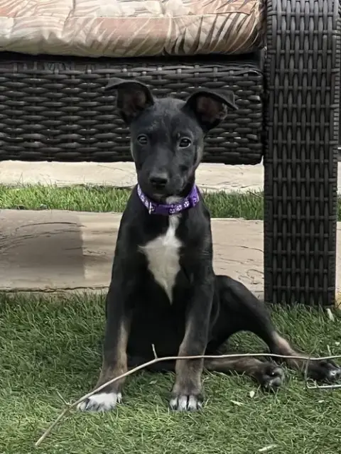 Kora photo 3