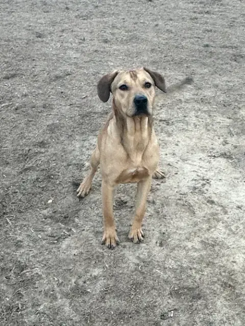 Rocky photo 2