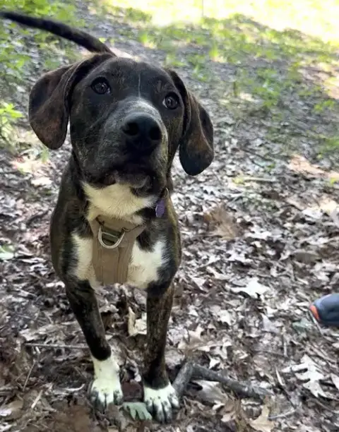 Logan'S Pup Gill photo 3
