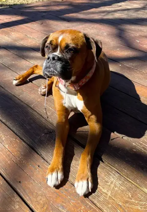 Rosie Vii photo 4