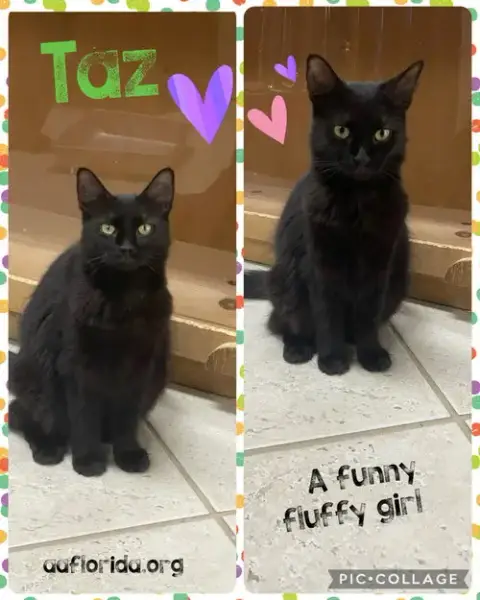 Taz *Cyd photo 4