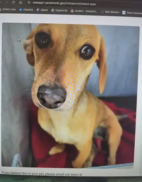 Peanut photo 4