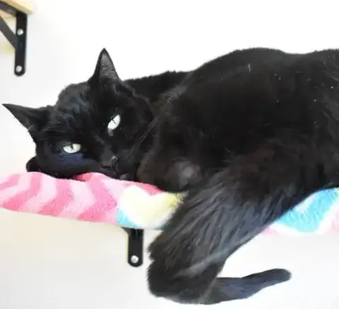 Zorro photo 2