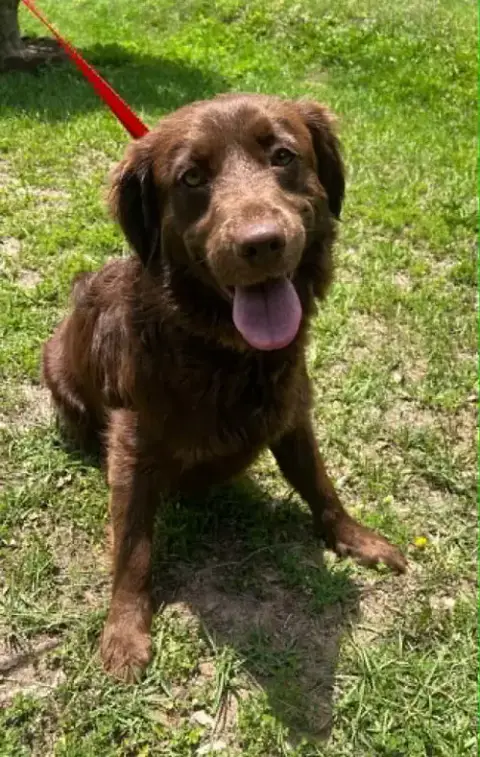 Belle 43502 photo 2
