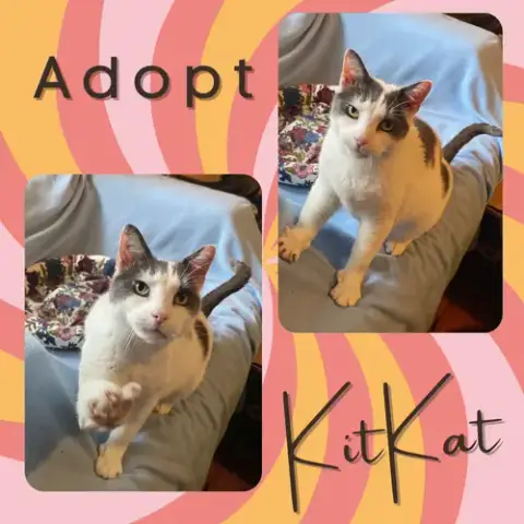 Kitkat