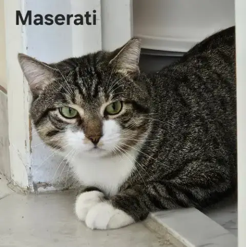 Maserati