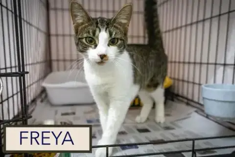 Freya photo 3
