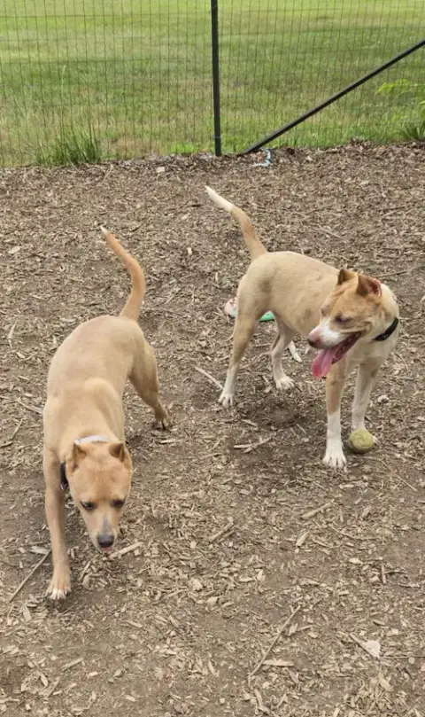 Tiana: At Shelter photo 3