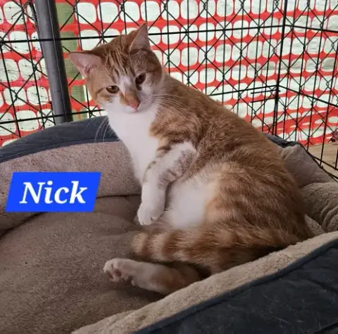 Nick Fury