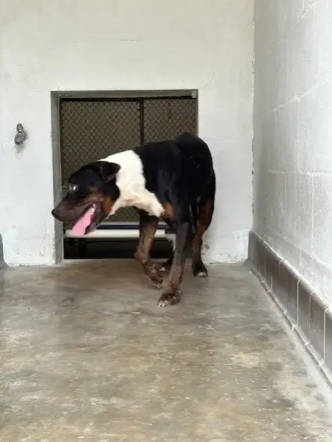 Darla