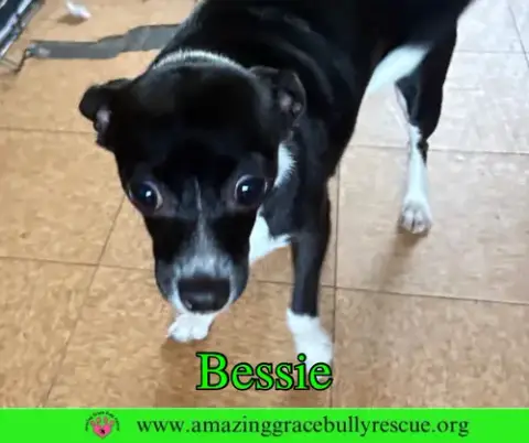 Bessie photo 2
