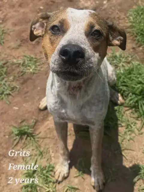 Grits photo 2