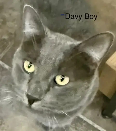 Davey Boy