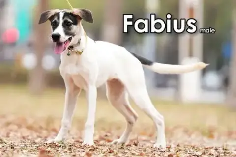 Fabius From Taiwan photo 3