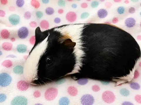 Kessi