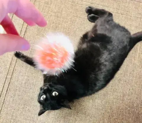 Purrcie photo 2
