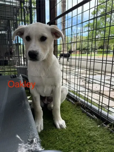 Oakley photo 2