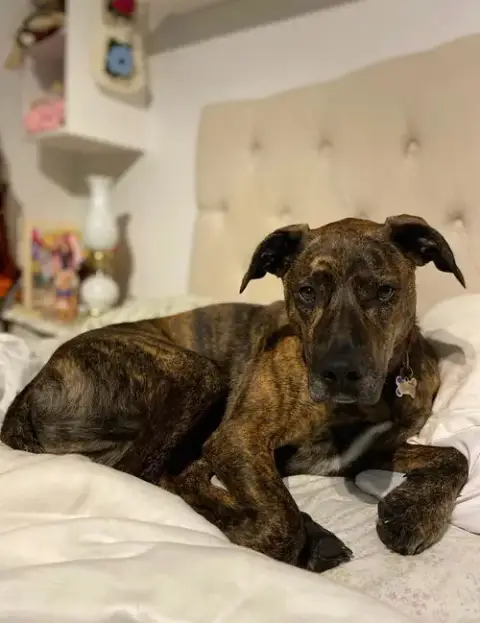 Charlie photo 3