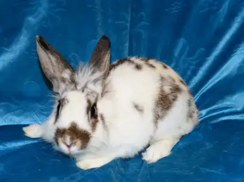 Marcie