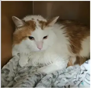 Otis