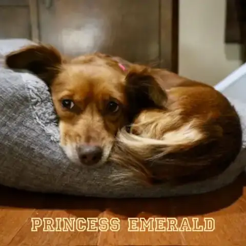 Princess Emerald photo 2
