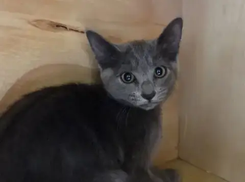 Liesl