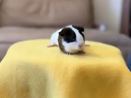 Piper