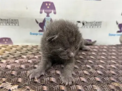 Risotto **Pending Adoption** photo 4