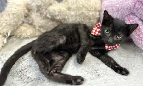 Jiji photo 2