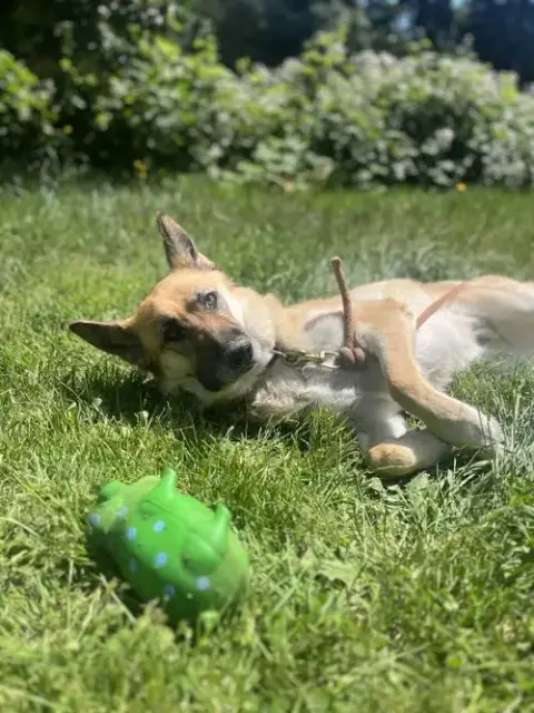 Zoey photo 5