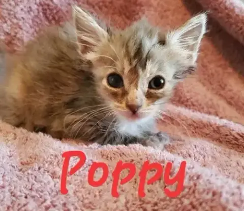 Poppy photo 5