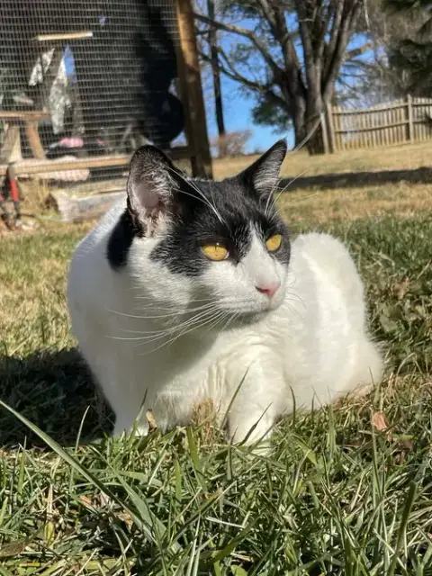 Figaro photo 2